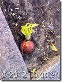 Таррагона. На земле под апельсиновым деревом пророс репчатый лук. К чему бы это?